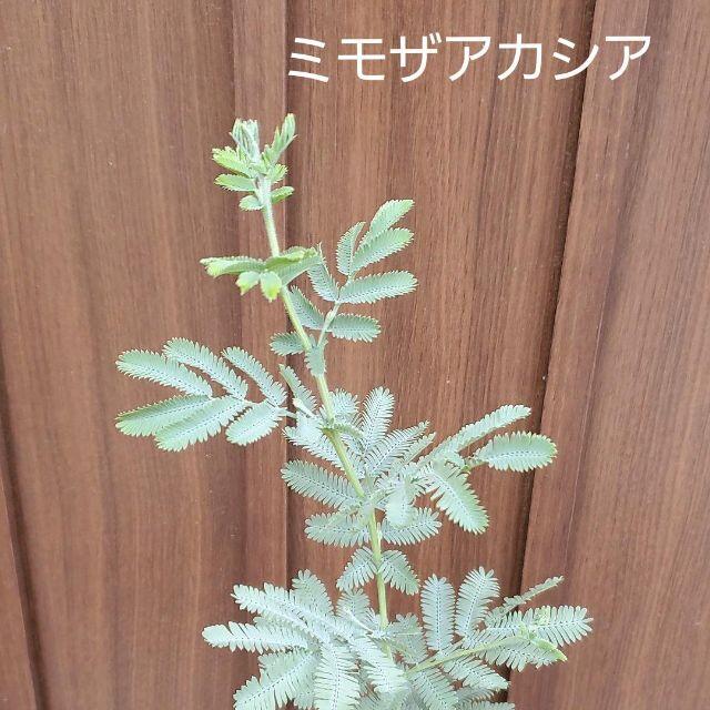 大きく成長中♪　ミモザアカシア　（ギンヨウアカシア）　ポット苗103　観葉植物 ハンドメイドのフラワー/ガーデン(プランター)の商品写真