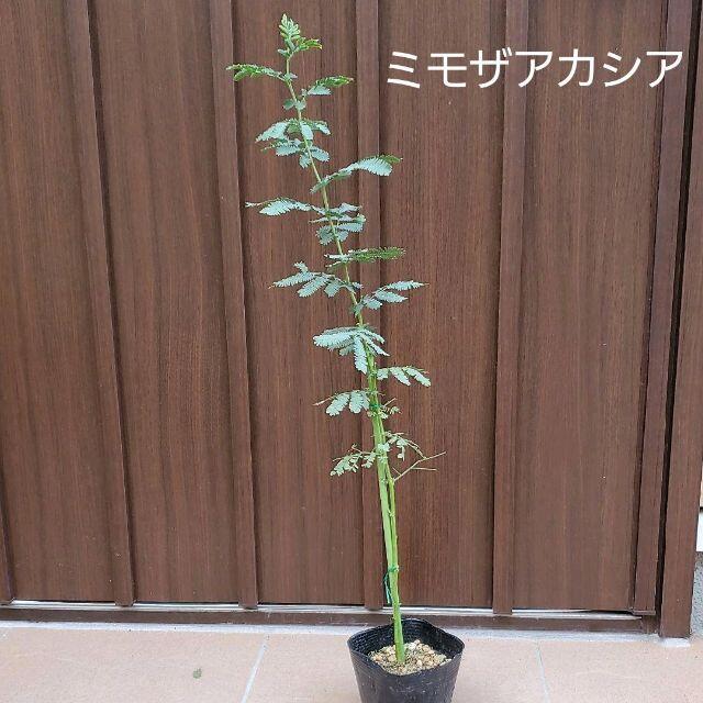 大きく成長中♪　ミモザアカシア　（ギンヨウアカシア）　ポット苗104　観葉植物 ハンドメイドのフラワー/ガーデン(プランター)の商品写真