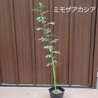 大きく成長中♪　ミモザアカシア　（ギンヨウアカシア）　ポット苗104　観葉植物(プランター)