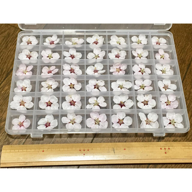 銀の紫陽花が作った薄紅色の梅の花のドライフラワー42冠特大Box入り‼️  ハンドメイドのフラワー/ガーデン(ドライフラワー)の商品写真