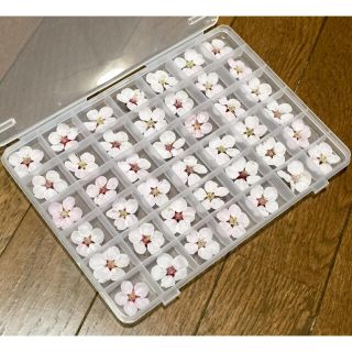 銀の紫陽花が作った薄紅色の梅の花のドライフラワー42冠特大Box入り‼️ (ドライフラワー)