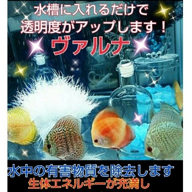 定番人気 水槽の水が綺麗に ヴァルナホワイト23センチ3本 生体の抵抗力もアップ アクアリウム Sutevalle Org 定番人気 水槽の水が綺麗に ヴァルナホワイト23センチ3本 生体の抵抗力もアップ アクアリウム Sutevalle Org