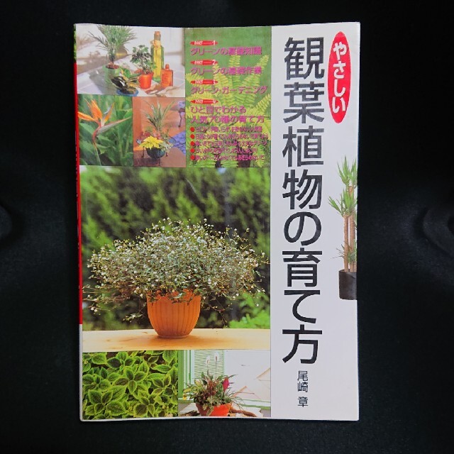 やさしい観葉植物の育て方 エンタメ/ホビーの本(趣味/スポーツ/実用)の商品写真