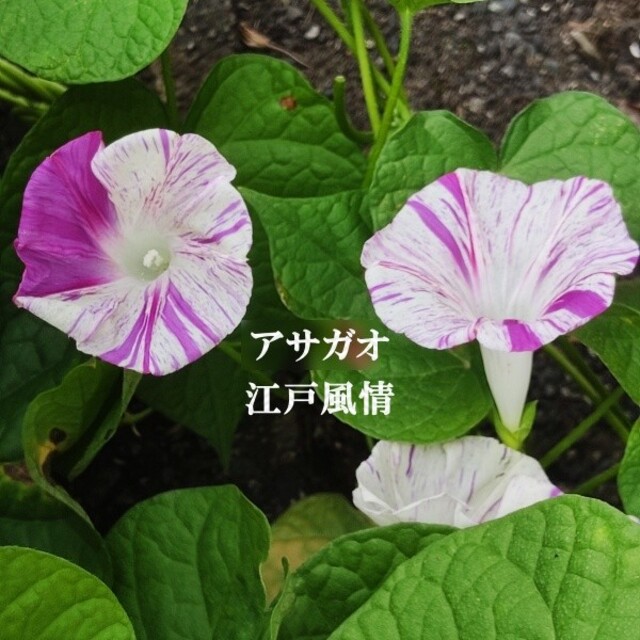 春まき花の種　あさがお「江戸風情」30粒 ハンドメイドのフラワー/ガーデン(その他)の商品写真