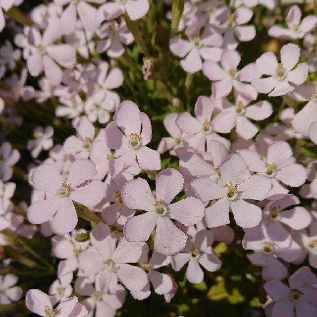 お花の種　白のシレネ ハンドメイドのフラワー/ガーデン(その他)の商品写真