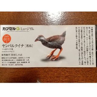 カイヨウドウ(海洋堂)の海洋堂 ヤンバルクイナ(若鳥)(その他)