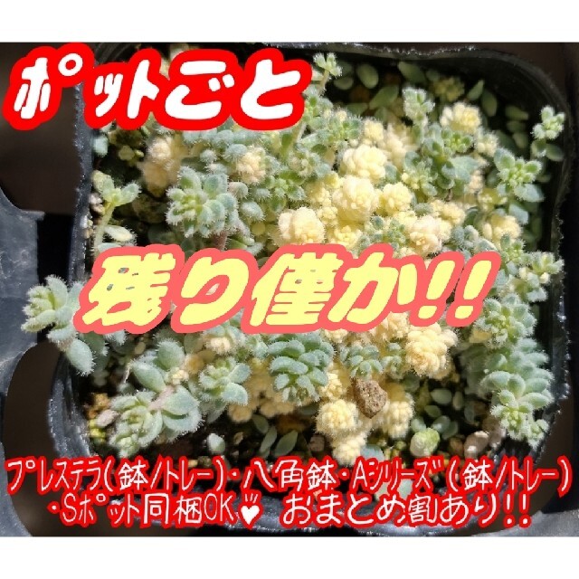 【ハゲにくいポットごと】クリーム玉蛋白 多肉 セダム 紅葉 プレステラ プラ鉢 ハンドメイドのフラワー/ガーデン(その他)の商品写真