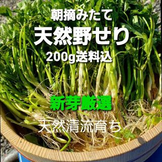 山形特選　天然清流野セリ約200.g　春の野菜　山菜　芹鍋に(野菜)