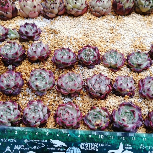 韓国苗　エケベリア　サラヒメ　多肉植物 ハンドメイドのフラワー/ガーデン(その他)の商品写真