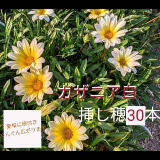 ガザニア白 30本(その他)