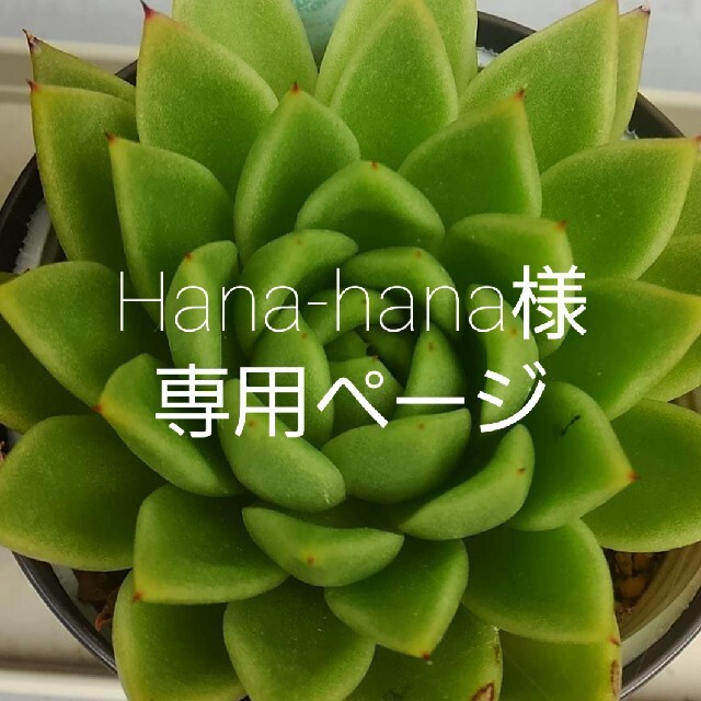 Hana-hana様専用ページの通販 by ひよこ's shop｜ラクマ