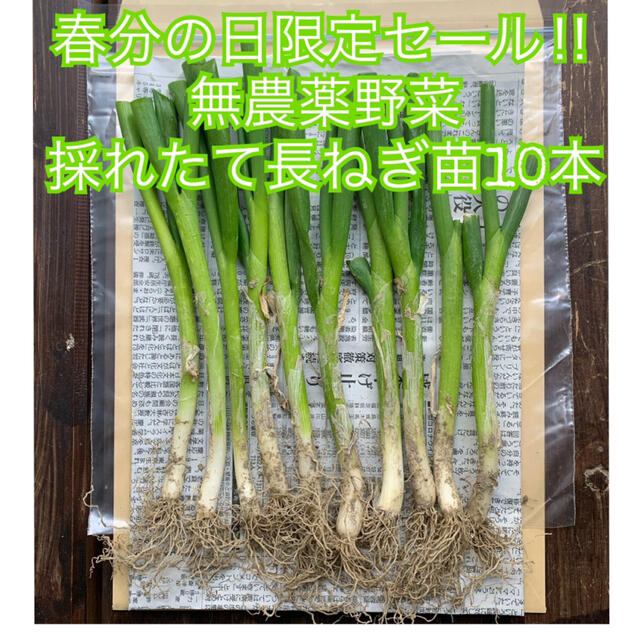 ✨限定セール✨根っこ&土付きねぎ苗＊10本＊無農薬野菜＊初心者向き＊プランター＊ 食品/飲料/酒の食品(野菜)の商品写真