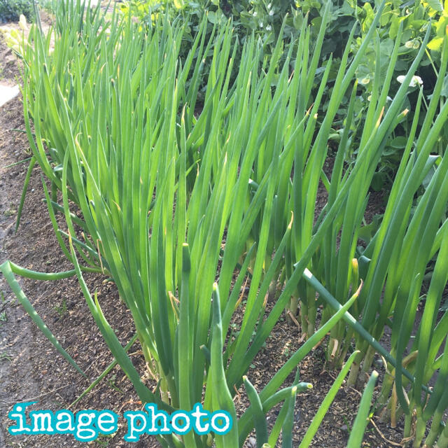 ✨限定セール✨根っこ&土付きねぎ苗＊10本＊無農薬野菜＊初心者向き＊プランター＊ 食品/飲料/酒の食品(野菜)の商品写真