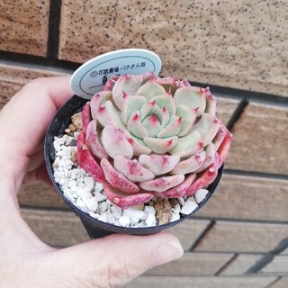 P's Succulent｜フリマアプリ ラクマ