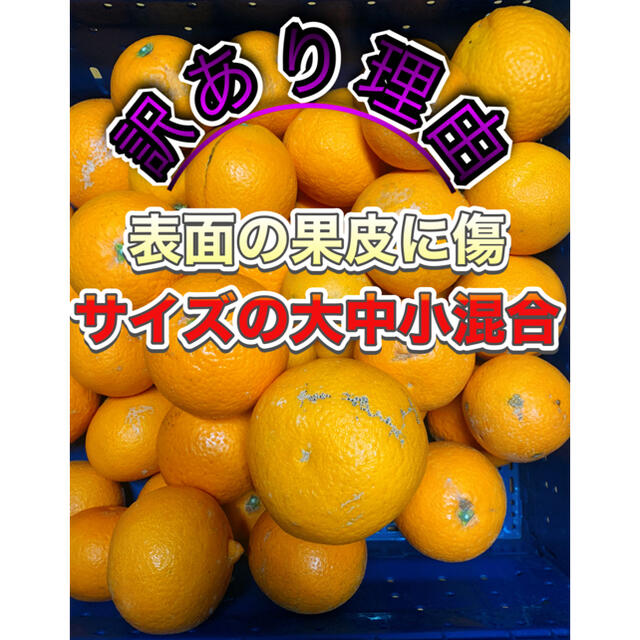 和歌山県産　訳あり　ありだの清見　オレンジ　5Kg 送料込み　みかんキング 食品/飲料/酒の食品(フルーツ)の商品写真