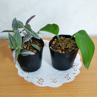 ポトス  パーフェクトグリーン&トラデスカンチア ラベンダー ミニ苗  観葉植物(その他)