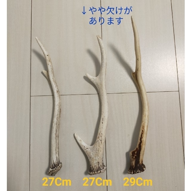 履き心地◎ エゾシカの角 20本+3本おまけ - crumiller.com