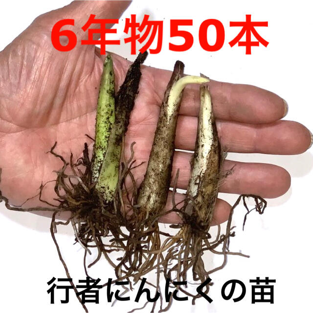 【6年50本】行者にんにく　苗（南蔵王　七ヶ宿農園）