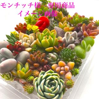 モンチッチ様　専用商品　多肉植物カット苗(その他)