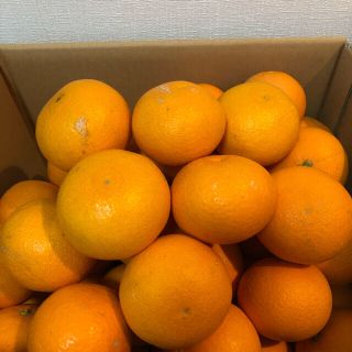 和歌山県産の有田清見オレンジ(5キロ)(フルーツ)