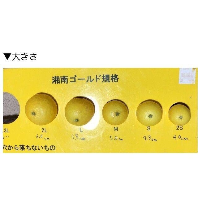 大人気☆湘南ゴールド🧡ご家庭用2kg 食品/飲料/酒の食品(フルーツ)の商品写真