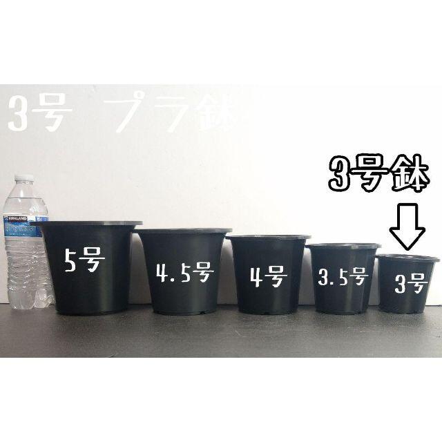 10個 丸鉢 3号 3寸 9cm プラ鉢 黒 ブラックの通販 By Plants Bomb ラクマ 10個 丸鉢 3号 3寸 9cm プラ鉢 黒 ブラックの通販 By Plants Bomb ラクマ