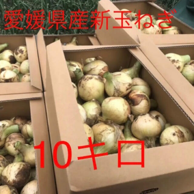 新玉ねぎ 極早生 無農薬 愛媛県産 約10キロ 食品/飲料/酒の食品(野菜)の商品写真