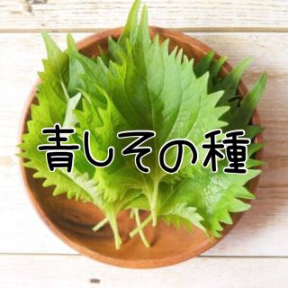 0.1ml 大葉青しそ 野菜 ハーブ 種 家庭菜園 水耕栽培 (野菜)