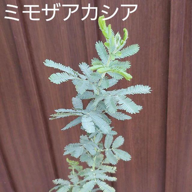 大きく成長中♪　ミモザアカシア　（ギンヨウアカシア）　ポット苗10８　観葉植物 ハンドメイドのフラワー/ガーデン(プランター)の商品写真