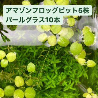 パールグラス　アマゾンフロッグピット　水草　無農薬(アクアリウム)