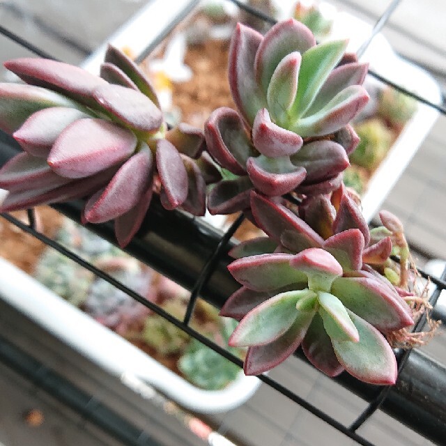 多肉植物 韓国苗 カット苗 Echeveria cv Rezry ハンドメイドのフラワー/ガーデン(その他)の商品写真