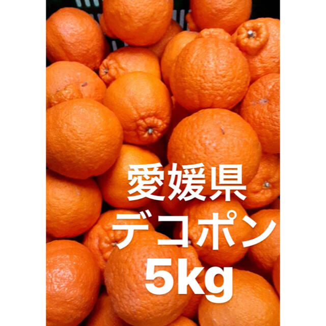愛媛県　デコポン　5kg 食品/飲料/酒の食品(フルーツ)の商品写真