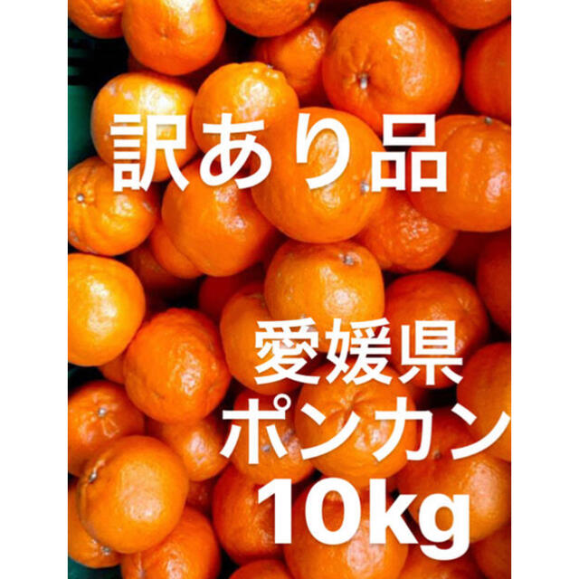 訳あり品　愛媛県　ポンカン　10kg 食品/飲料/酒の食品(フルーツ)の商品写真