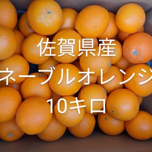 ネーブルオレンジ10キロ 食品/飲料/酒の食品(フルーツ)の商品写真