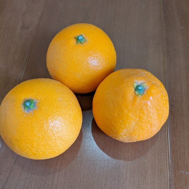 清見オレンジ10キロ 食品/飲料/酒の食品(フルーツ)の商品写真