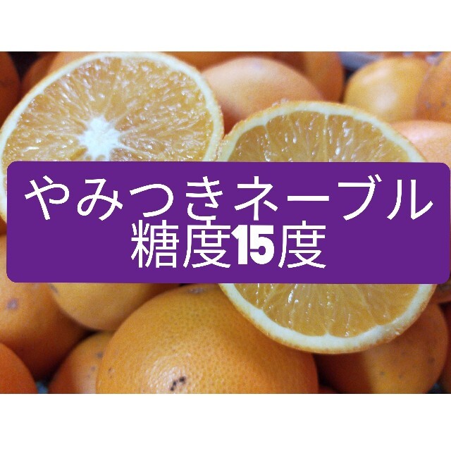 やみつきネーブル、秀品Mサイズ8キロ＋α、熊本産 食品/飲料/酒の食品(フルーツ)の商品写真