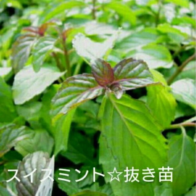 スイスミント☆抜き苗 ハンドメイドのフラワー/ガーデン(プランター)の商品写真
