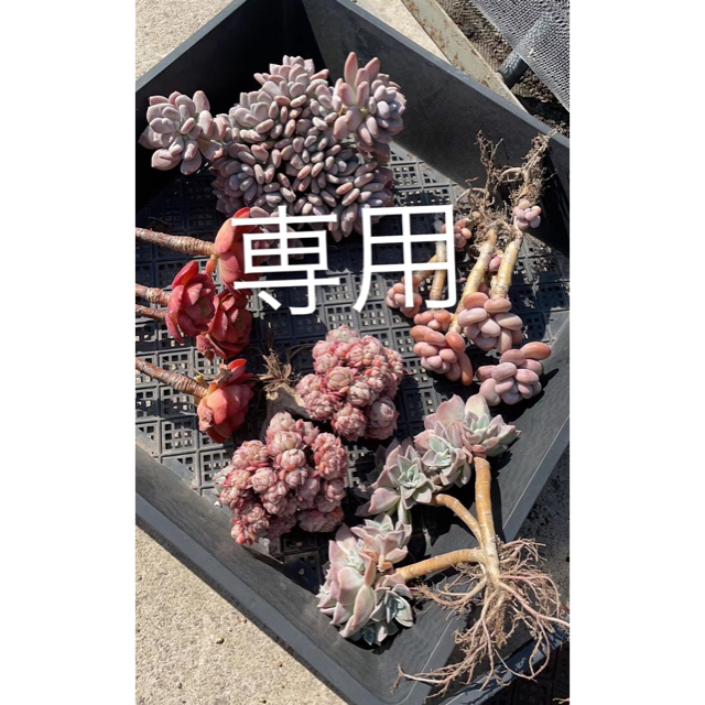 多肉植物 専用