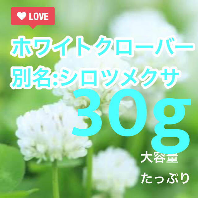 【最安値】シロツメクサ、ホワイトクローバーの種 30g   芝生、雑草対策に！ ハンドメイドのフラワー/ガーデン(その他)の商品写真