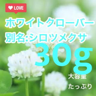 【最安値】シロツメクサ、ホワイトクローバーの種 30g   芝生、雑草対策に！(その他)