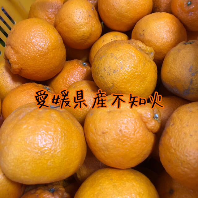 愛媛県産しらぬい（デコポン）家庭用 食品/飲料/酒の食品(フルーツ)の商品写真