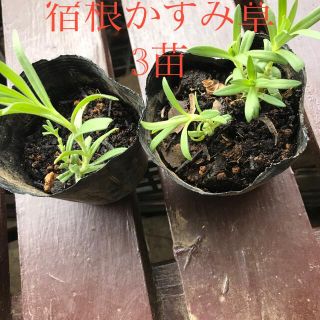 かすみ草苗3苗(その他)