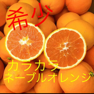 ☆希少☆ 愛媛県産　カラカラネーブルオレンジ(フルーツ)