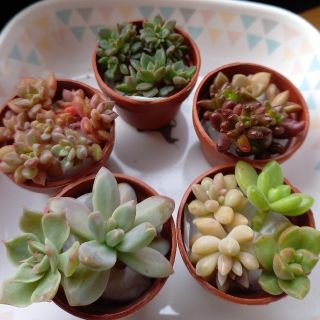 多肉植物カット苗(8種類)+葉挿しクリップのセット(その他)