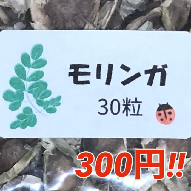 【モリンガ】奇跡の木 モリンガの種30粒 ハーブ タネ 美容健康 モリンガ 種子 食品/飲料/酒の食品(野菜)の商品写真