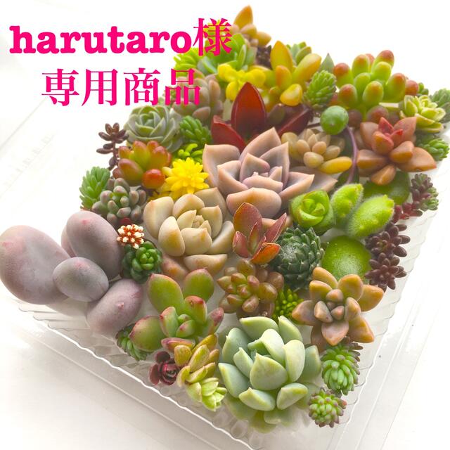 harutaro様　専用商品　多肉植物カット苗 ハンドメイドのフラワー/ガーデン(その他)の商品写真