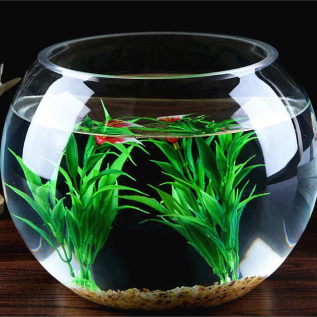 破損補償 新品訳あり 金魚鉢 透明 花瓶 アクアリウム テラリウム ミニ ビッグの通販 By どんぐり ラクマ 破損補償 新品訳あり 金魚鉢 透明 花瓶 アクアリウム テラリウム ミニ ビッグの通販 By どんぐり ラクマ
