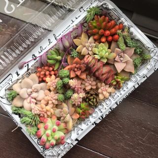 多肉植物カット苗セット(その他)