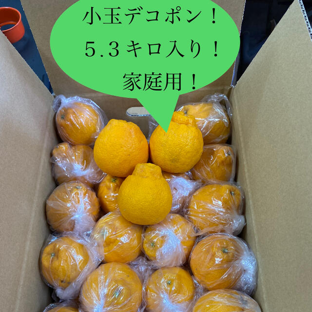 本場産地！家庭用！露地栽培、小玉デコポン！5キロ、30玉〜35玉入り！ 食品/飲料/酒の食品(フルーツ)の商品写真