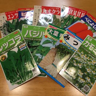 野菜の種 6種類 家庭菜園 サリー様専用(野菜)